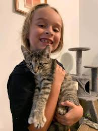 Hello there! My name is Calvin and I'm looking for a loving human and home  to call my own 🏠 I'm a 1 year old male Maine Coon cat 🐾 I have