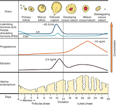 Image result for Progestin Activity