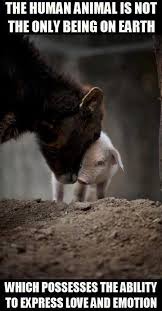 All Creatures Have The Capability Of Feeling And Showing Emotions Animals Animal Rights Animals Friends