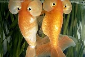 National Geographic Found Bubble Eye Goldfish Goldfish Weird Sea Creatures