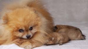 Maybe you would like to learn more about one of these? How Much To Feed A Pomeranian Puppy 4 Week 6 Week 8 Week
