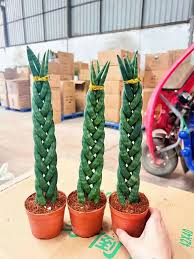 Image result for Sansevieria cylindrica