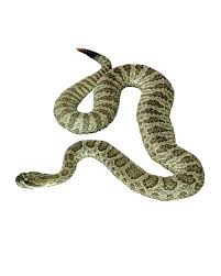 Parmay Lal Snake Snake Images Png Images