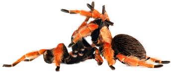I have a hard time getting long living entelegynae to hit the 3 year mark. Animal Sex How Tarantulas Do It Live Science