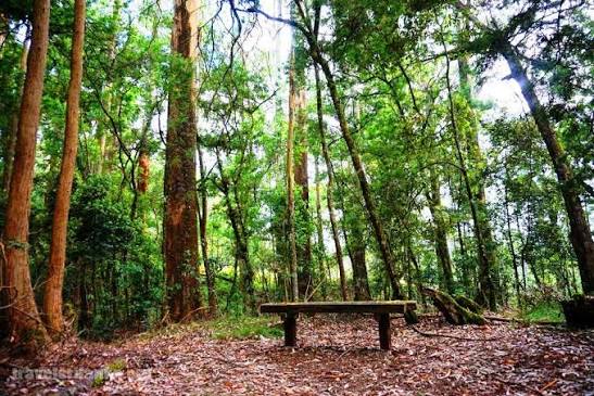Galway's Land National Park highland forest reserve Nuwara Eliya endemic birds montane woodland birdwatching Sri Lanka