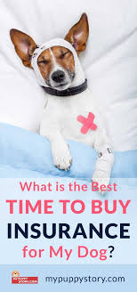 What Should I Know Before Getting Pet Insurance In 2020 Dog Insurance Pet Insurance Dogs Best Pet Insurance