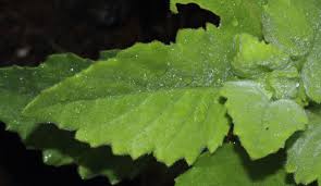 Image result for Gynura scandens