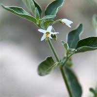 Image result for Solanum memphiticum