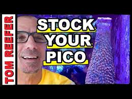 Office Pico Reef (2 gallon)