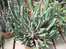 Image result for Euphorbia debilispina