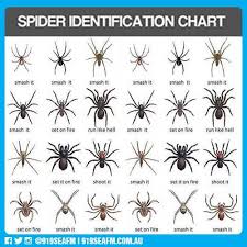 47 Inquisitive Spider Chart Florida