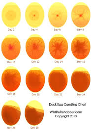 Duck Eggs Hatching Egg Candling Chart How Your Fertile