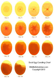 duck eggs hatching egg candling chart how your fertile