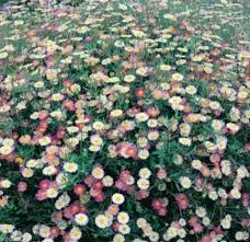 Image result for Erigeron karvinskianus