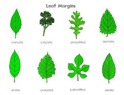 Leaf Shape Chart Worksheets Teaching Resources Tpt