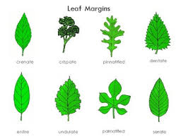 leaf shape chart worksheets teaching resources tpt