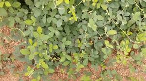 Image result for Rhynchosia micrantha