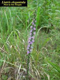 Image result for Xyris elegantula