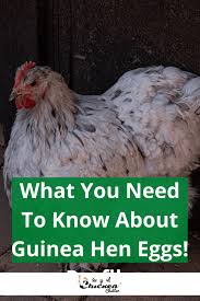 At first, the number of eggs laid will reach 6 pieces, but over time this number will only grow.+ if the climatic conditions are suitable for birds, then at the end of february they can begin to rush. What You Need To Know About Guinea Hen Eggs