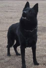 Black German Shepherd German Shepherd Dogs Black German Shepherd Dog Shepherd Dog