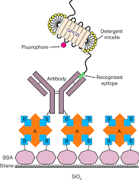 Secreted as part of the adaptive immune response by plasma b cells, immunoglobulin g constitutes 75% of serum immunoglobulins. Https Pubs Acs Org Doi Pdf 10 1021 Acs Chemrev 6b00084
