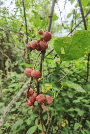 Image result for Alchornea hirtella