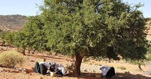 Argan Tree And Women Working About To Collect Argan Nuts شجرة الاركان و نساء املزيغيات يقومون بجمع بنواة الاركان Argan Argano Argan Tree Tree Country Roads