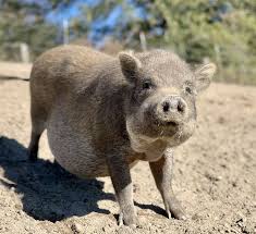 The Last Monday Of The Decade Time To Shine 2019 2020 Adoptdontshop Potbellypig Piglet Rescue Cottonbra Pot Belly Pigs Animal Sanctuary Animal Rescue