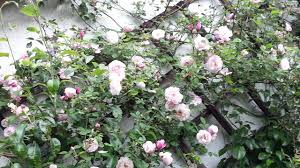 Kletterrose im pflanzkübel, mitten in der stadt auch kletterrosen im pflanzkübel brauchen ein rankgerüst. Ramblerrosen Pflegeleichte Und Bluhfreudige Kletterrosen Mdr De