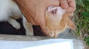 Ubat cacing dan ubat kutu kucing adalah perkara pertama yang perlu diberikan apabila. Apakah Penyakit Ear Mites Jangkitkah Kepada Orang Ps Herbs Penyakit