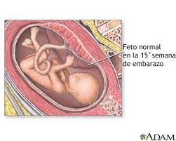 Bienvenida A La Semana 15