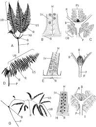 Image result for Gleichenia elongata