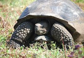 Giant Tortoise Endangered Animals Giant Tortoise Animals