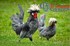5 Jenis Ayam Unik Yang Perlu Di Ketahui Hewan Ayam Ayam Kapas