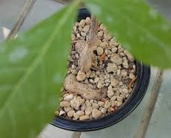 Image result for Commiphora mossambicensis