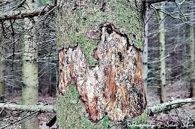 Verschiedene säugetierarten, zu denen auch der maulwurf und der marder gehören, stehen unter gesetzlichem schutz. Borkenkafer Zerstoren Die Walder Besonders Den Fichtenwald