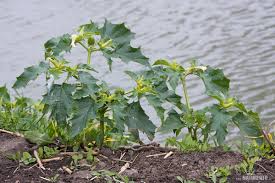 Image result for durman obecný plod