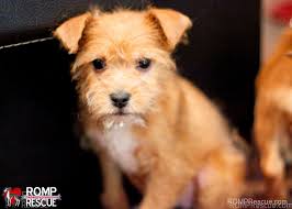 Once vaccinated and readied for adoption, most of our adoptable animals will make their way to our north shore humane center in. Terrier Mix Puppies Chicago Romp Italian Greyhound Rescue