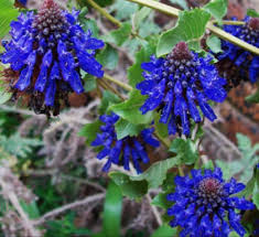 Image result for Pycnostachys coerulea