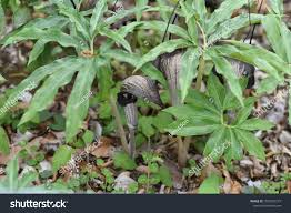 Image result for Arisaema mildbraedii