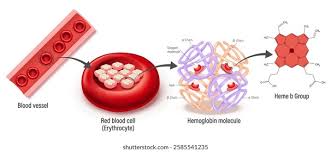 Image result for Hemoglobin