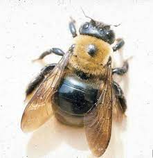 Both are approximately the same size and can be found in some of the same places, including your garden. Carpenter Bees Are Destructive To Wood Structures News For Fenton Linden Holly Mi Tctimes Com