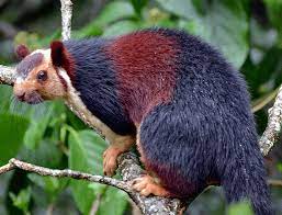 There are four distinct species of giant squirrel that can be found on the asian continent, under the ratufa family: Indian Giant Squirrel Alchetron The Free Social Encyclopedia