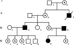 It's recessive, because the affected individuals each have two unaffected parents. X Chromosome Linked Disorder An Overview Sciencedirect Topics