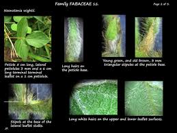 Image result for Neonotonia