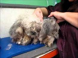 Clipping Matted Dog This Is One Of The Best Videos I Ve Seen On Grooming A Heavily Matted Dog Matted Dog Hair Dog Groomers Pet Grooming