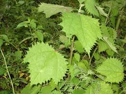 Image result for Girardinia bullosa