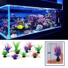 Toko jual aquarium air tawar termurah kini sudah dapat anda jumpai di berbagai daerah seperti jakarta bekasi dan bandung dengan produk terlengkap seperti filter lampu hingga saringan pompa. Bhxvblwmp Y6em