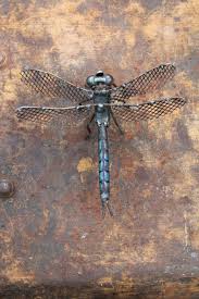 Recycling Basteln 20 Originelle Tier Und Insektenfiguren Altmetallkunst Insektenkunst Metallskulptur