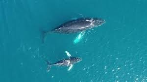 The humpback whale (megaptera novaeangliae) is a baleen whale. Ijms Editor S Choice Shifting Migratory Patterns Of Humpback Whales